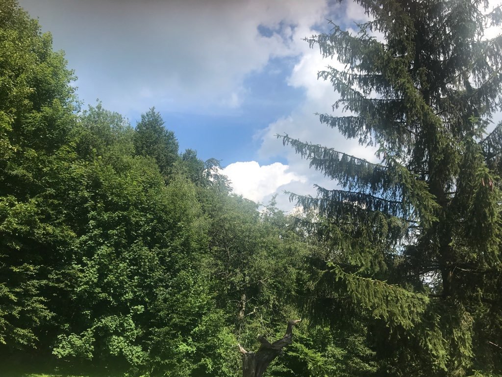 Vyškovec