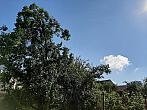 Olešná