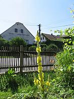 Třibřichy