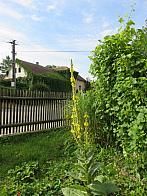 Třibřichy