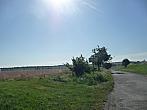Třibřichy