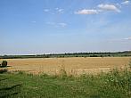 Třibřichy