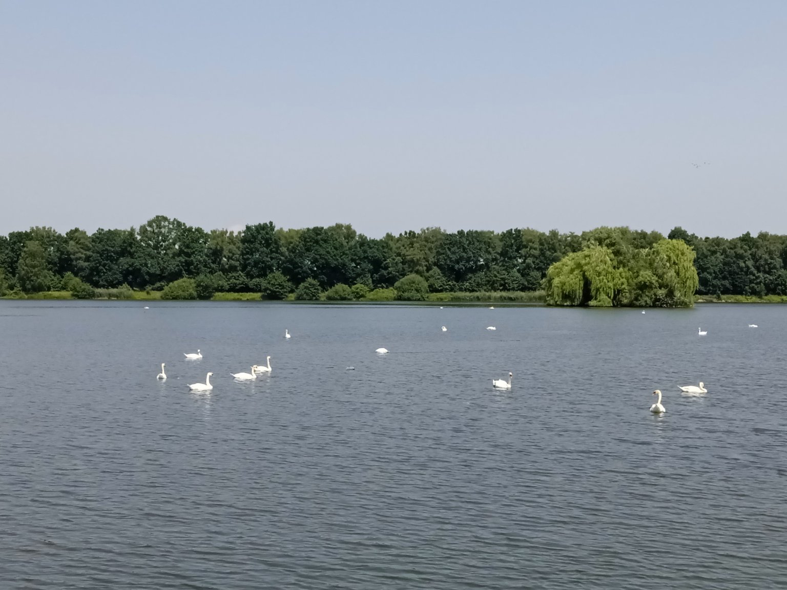 Dębowiec