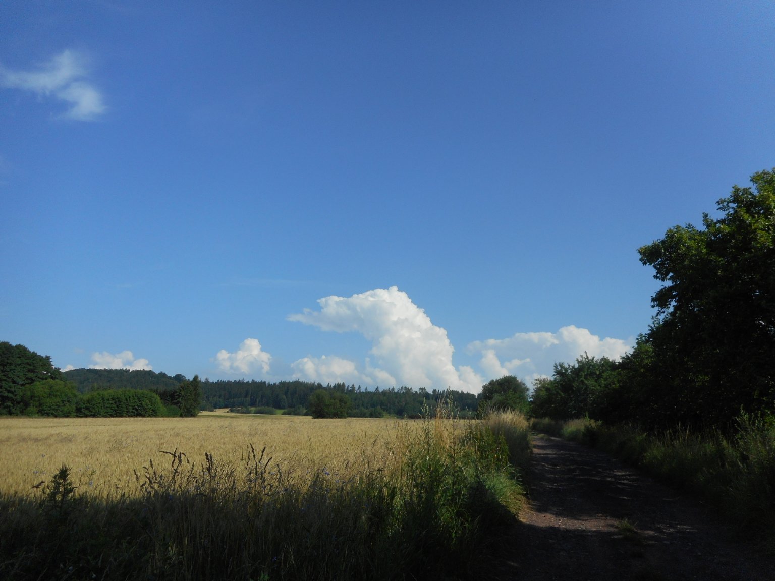 Borovnice