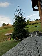 Skalité