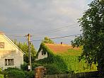 Třibřichy