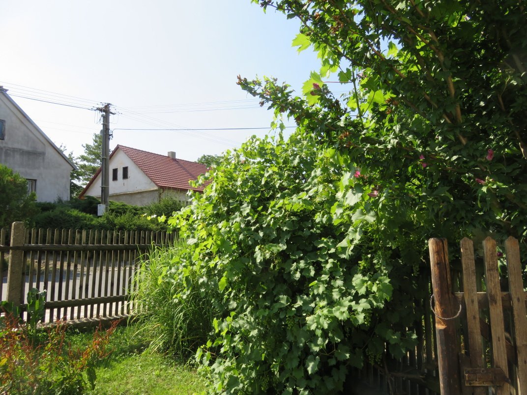 Třibřichy