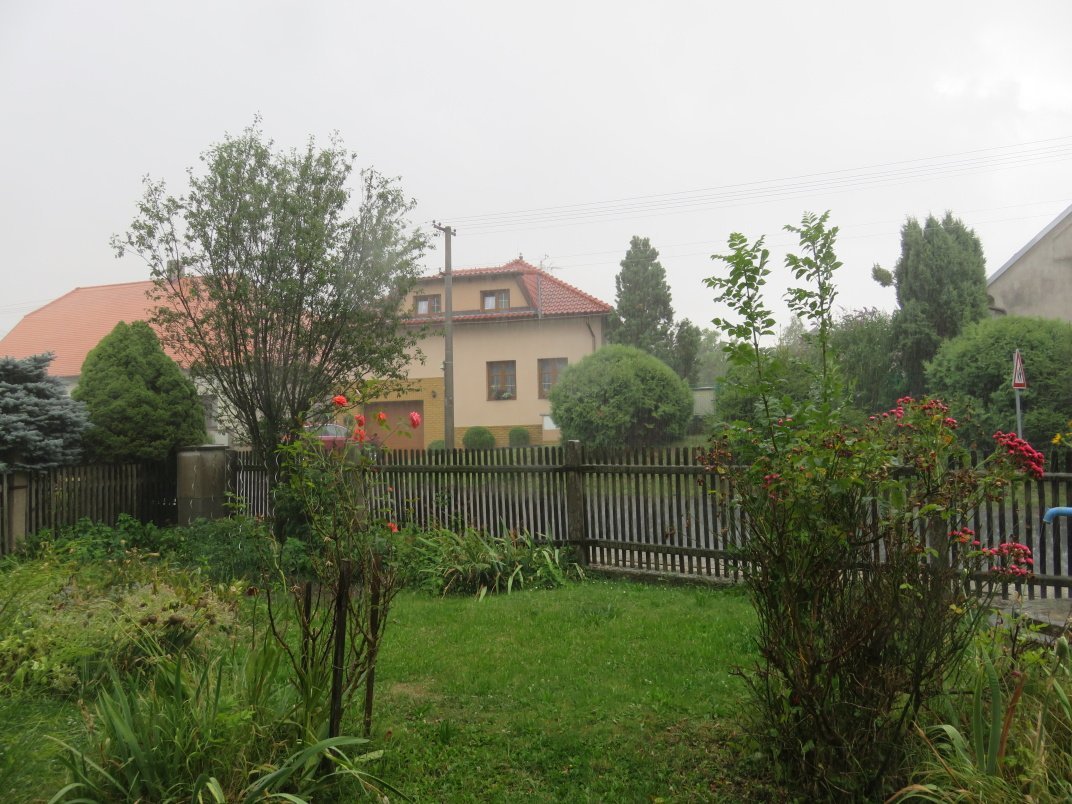 Třibřichy
