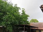 Třibřichy