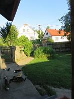 Třibřichy