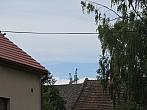 Třibřichy
