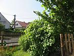Třibřichy
