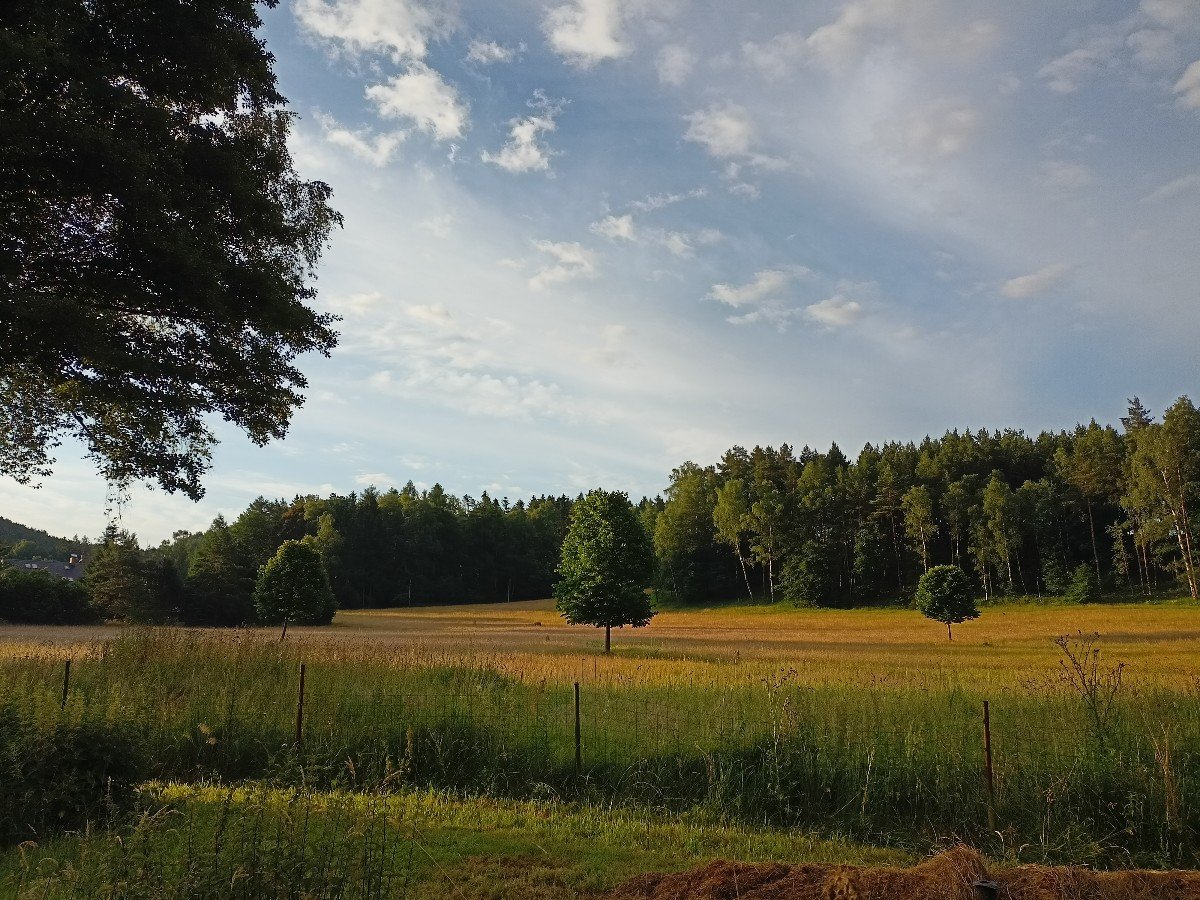 Mařenice