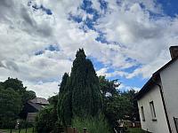 Olešná