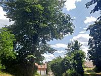 Olešná