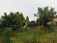 Třibřichy