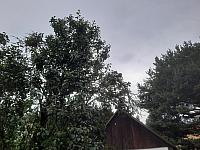 Olešná
