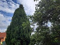 Olešná