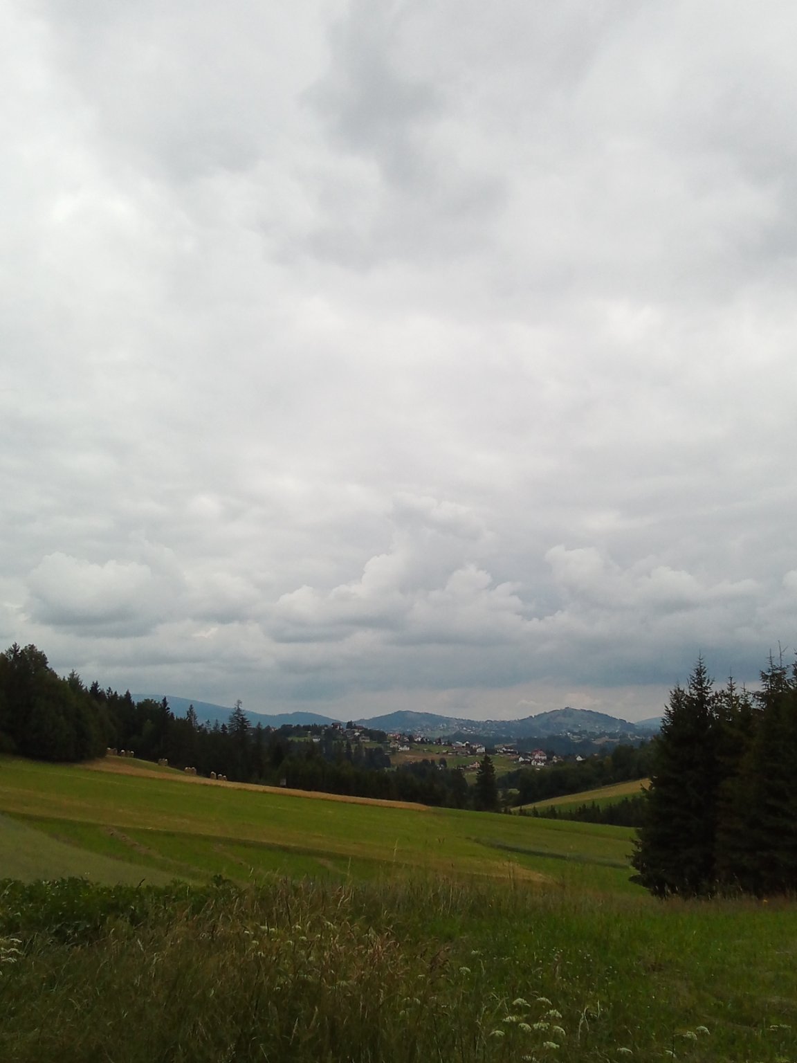 Hrčava