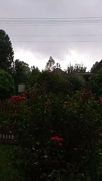 Třibřichy