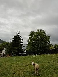 Nižná