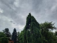 Olešná