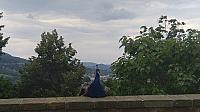 Děčín