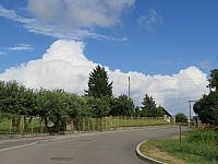 Třibřichy