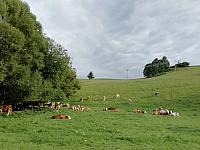 Nižná