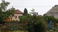 Třibřichy