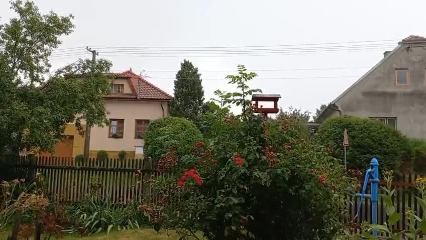 Třibřichy