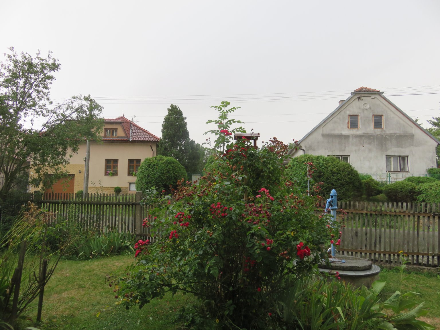 Třibřichy