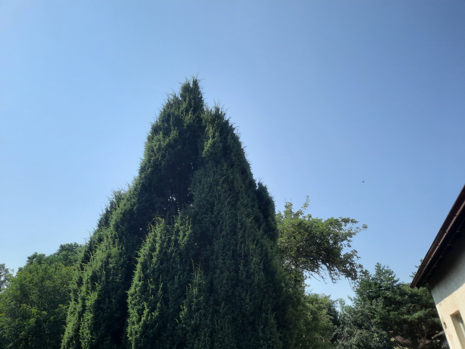 Olešná