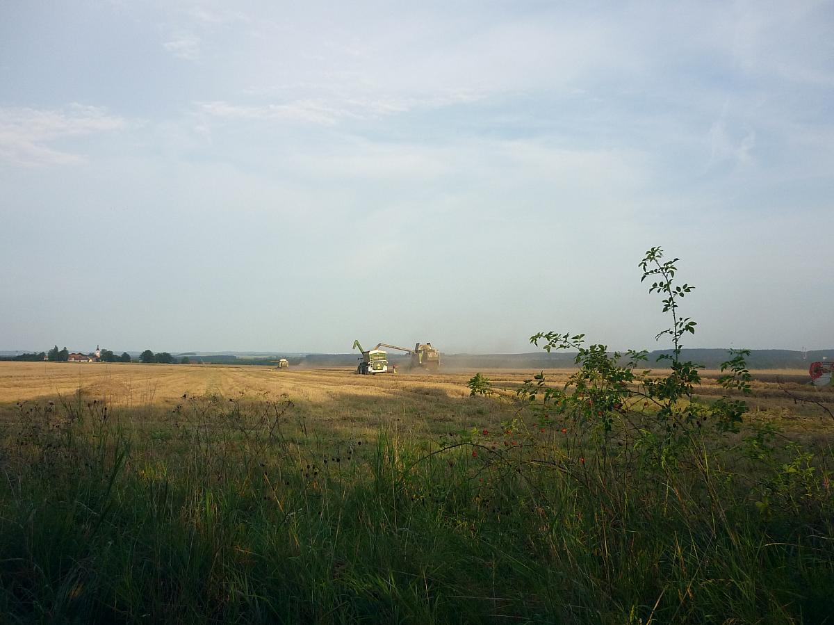 Borkovice