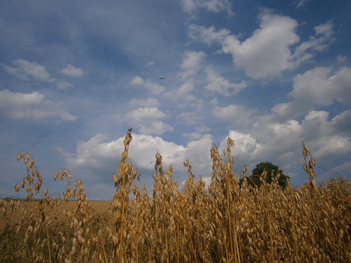 Dolní Dobrouč
