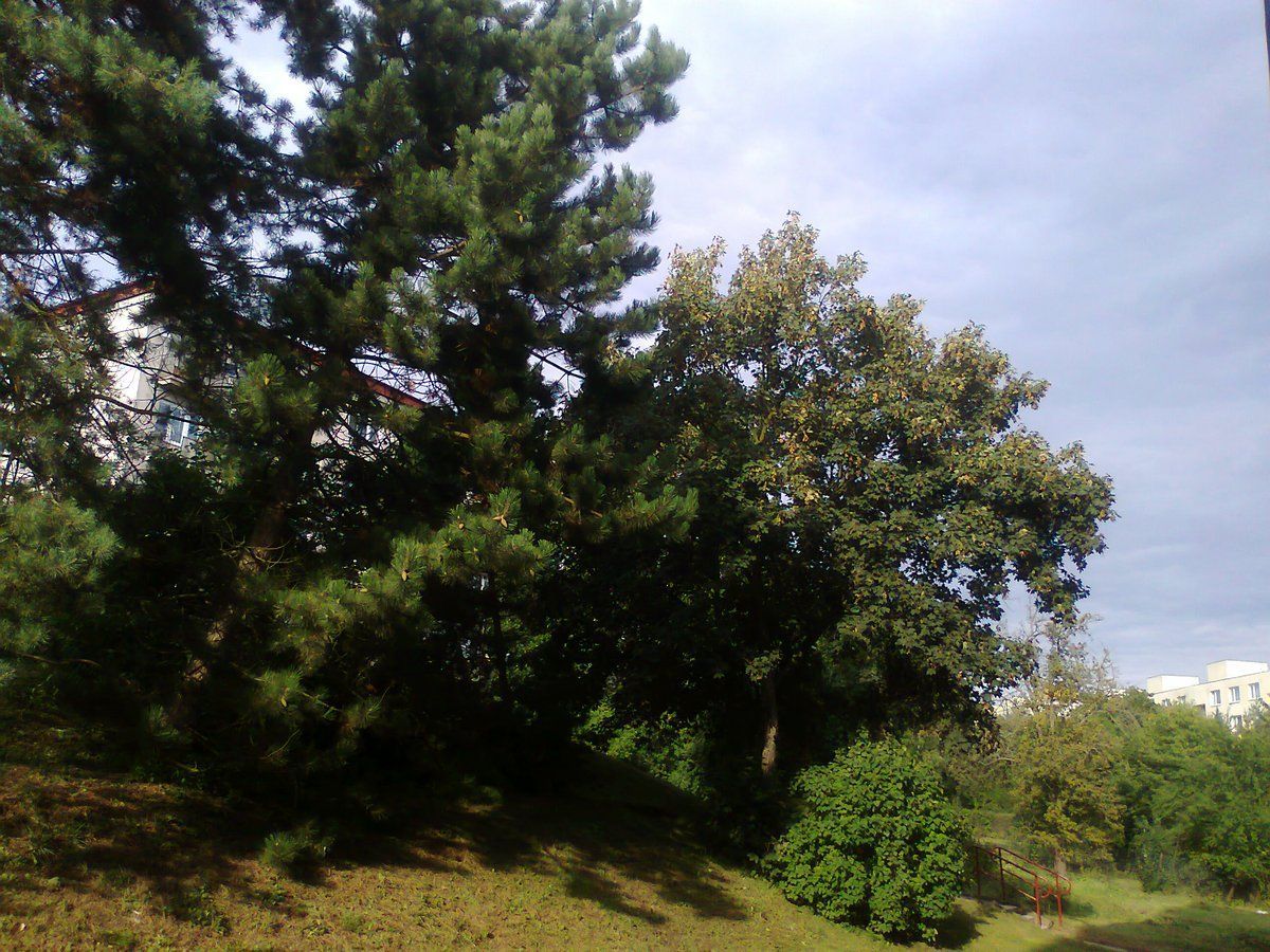 Borovina