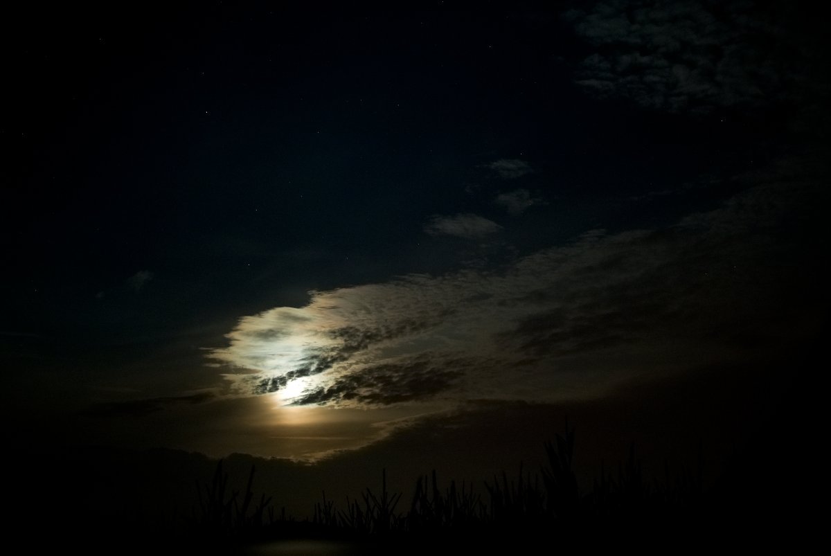 Zubří