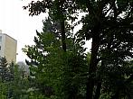 Borovina