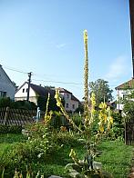 Třibřichy