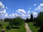 Borovina