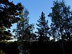Borovina