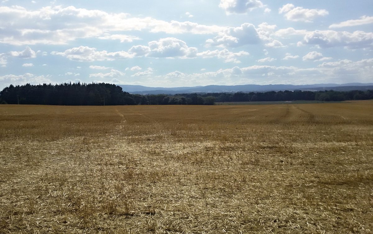 Vidov