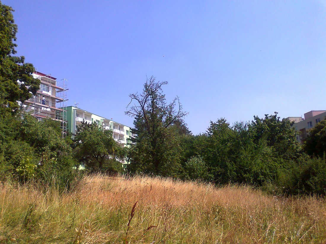 Borovina