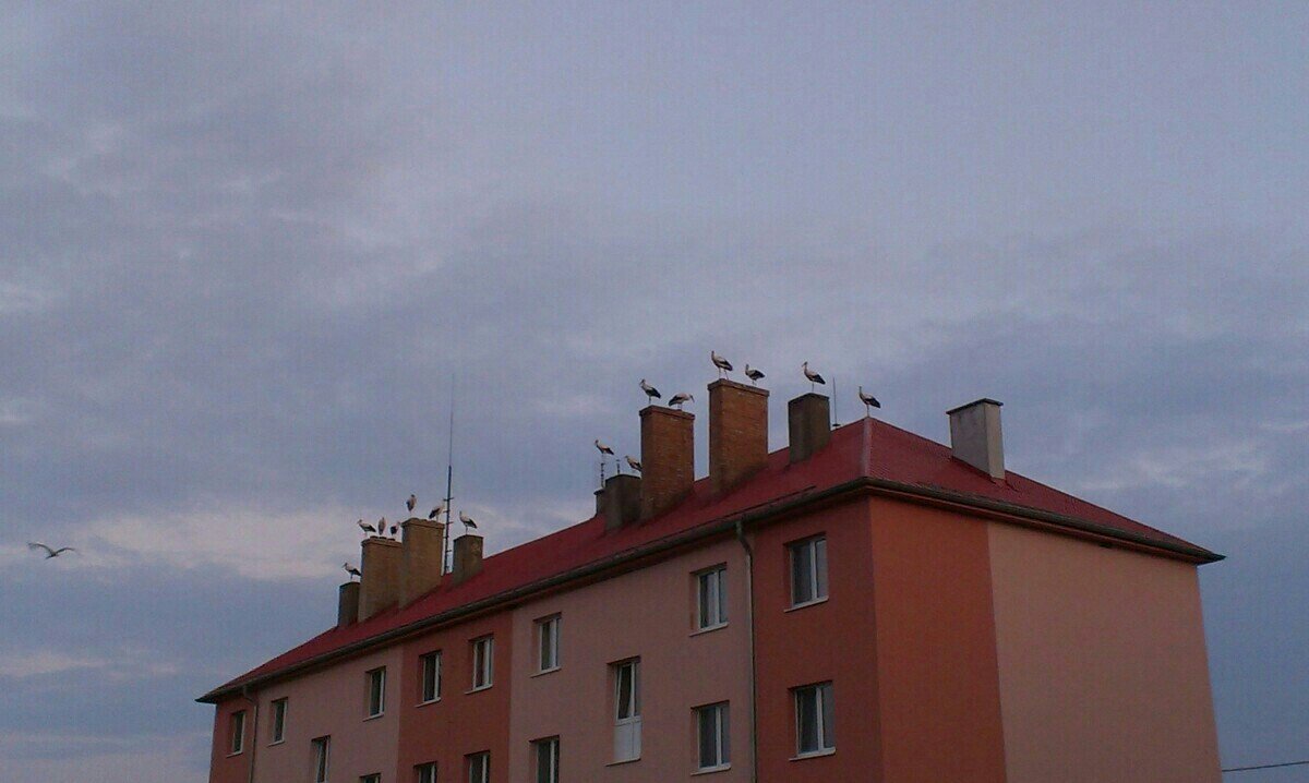 Křenov
