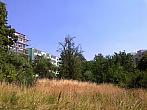 Borovina