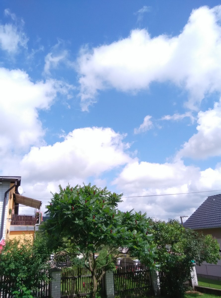 Nejdek