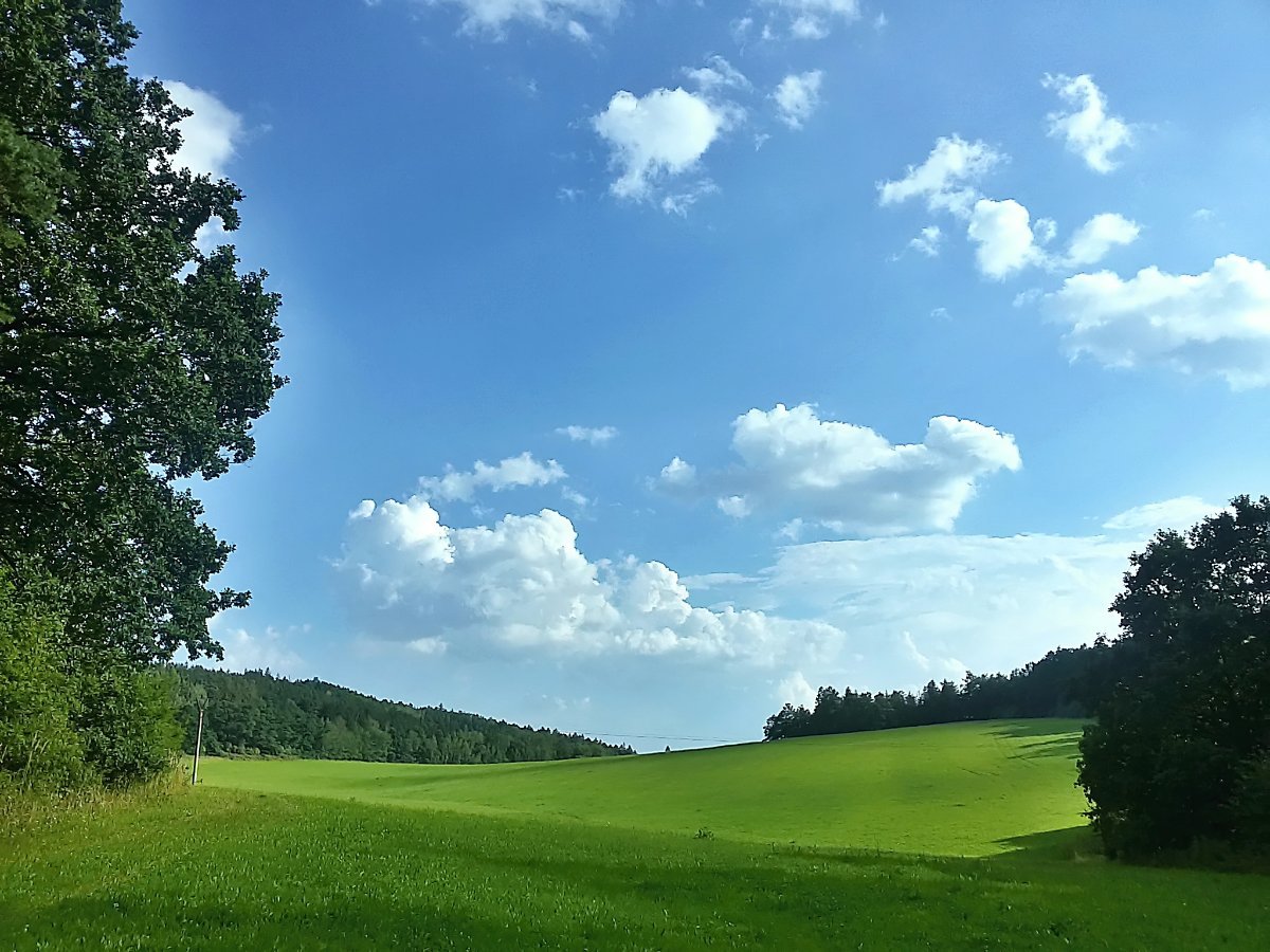 Vidov
