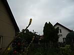 Třibřichy