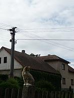 Třibřichy