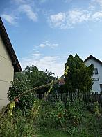 Třibřichy